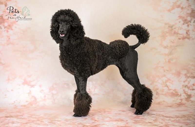 Poodle