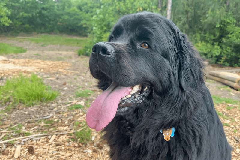 Newfoundland