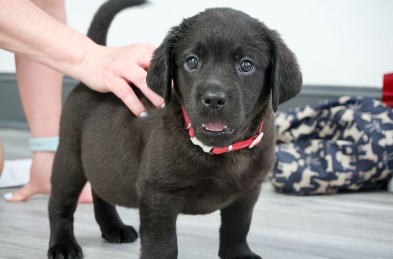 Labrador Retriever