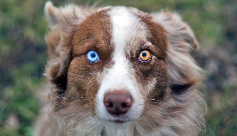 Australian Shepherd