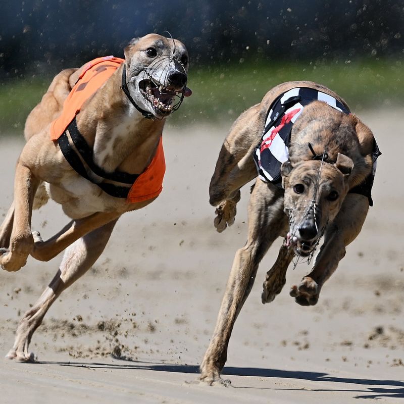Greyhound