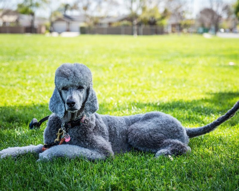 Poodle