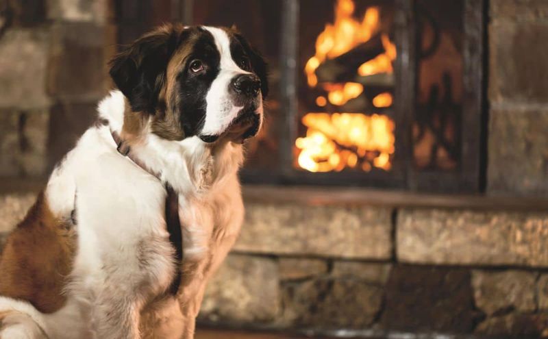 Saint Bernard