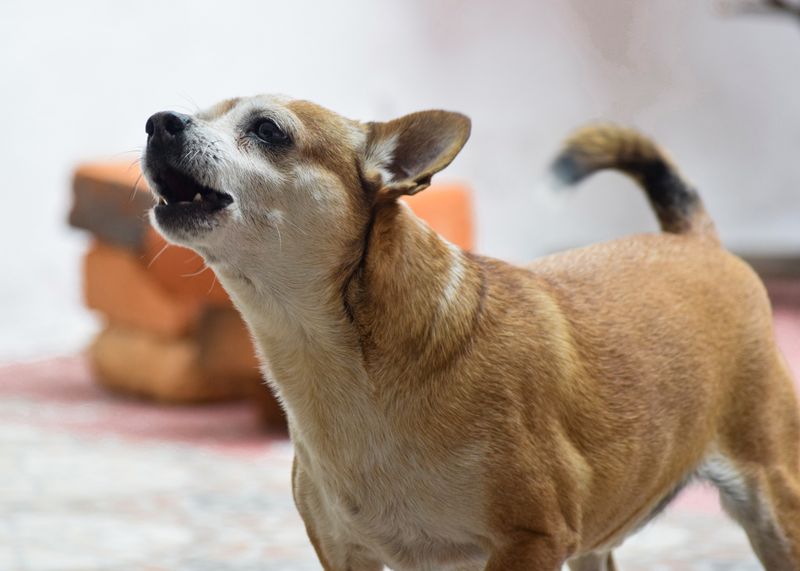 Chihuahua
