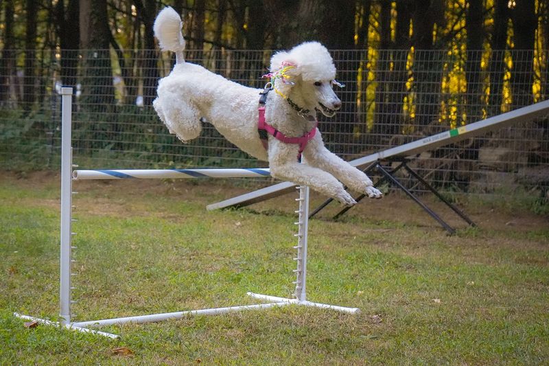 Poodle