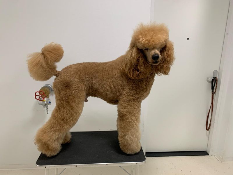 Poodle