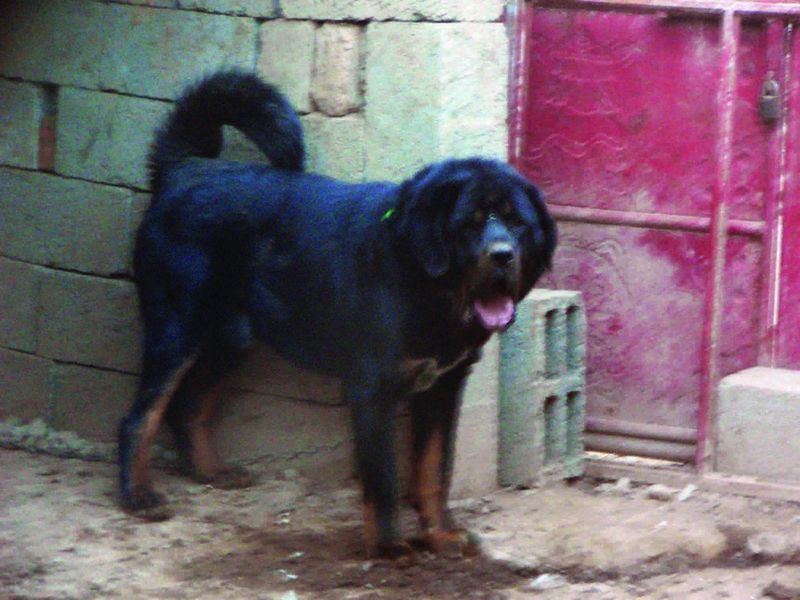 Tibetan Mastiff