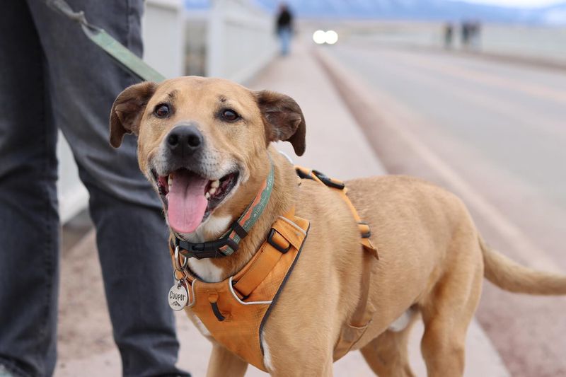 Rhodesian Ridgeback