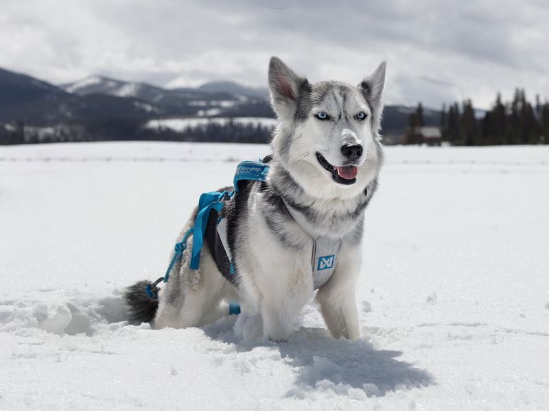 Siberian Husky