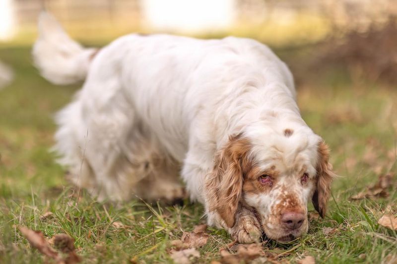 Cocker Spaniel