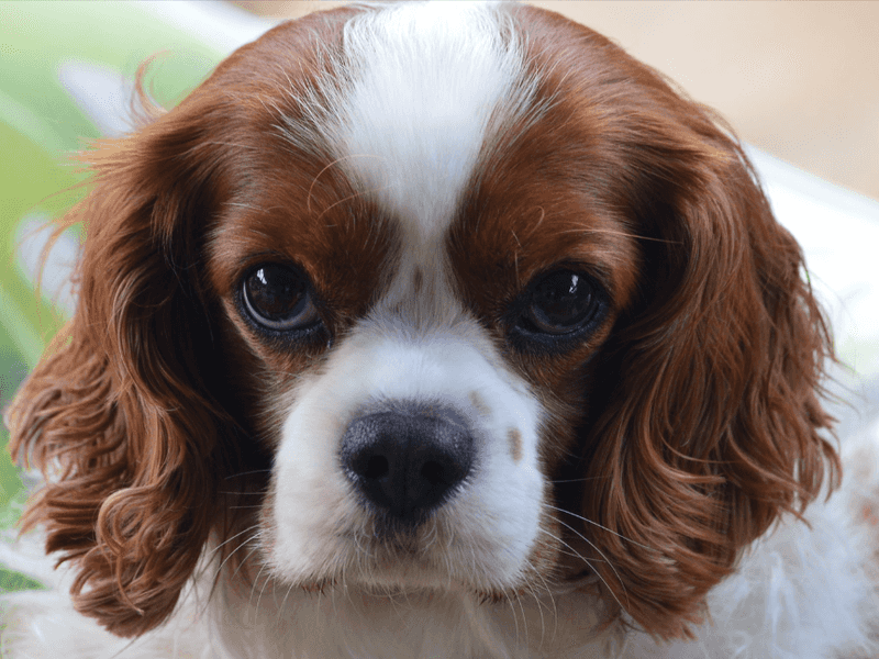 Cavalier King Charles Spaniel