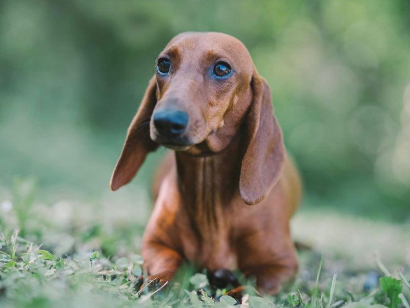 Dachshund