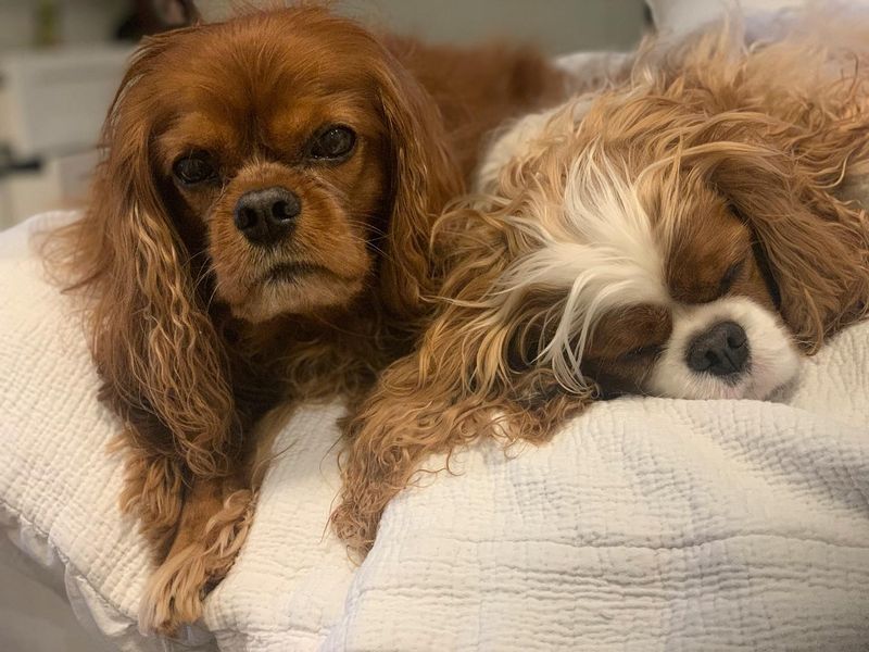 Cavalier King Charles Spaniel