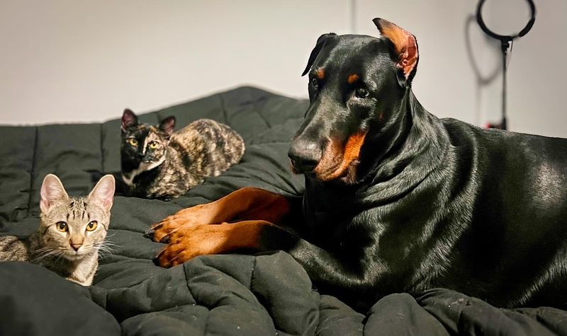 Doberman Pinscher