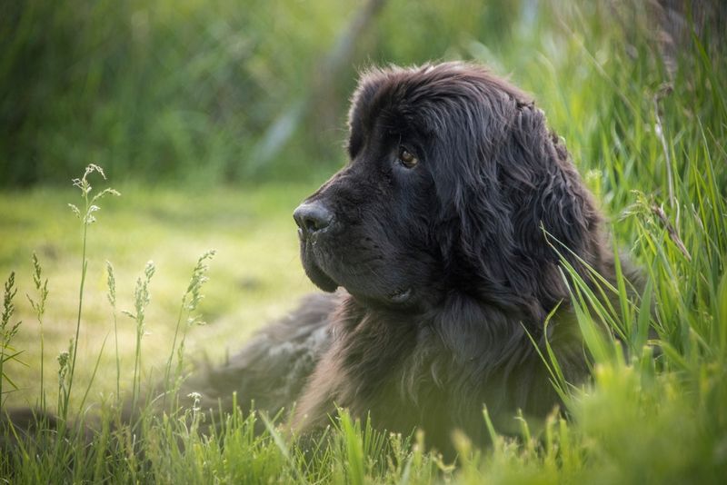 Newfoundland