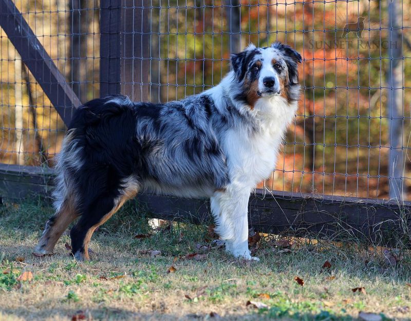 Australian Shepherd