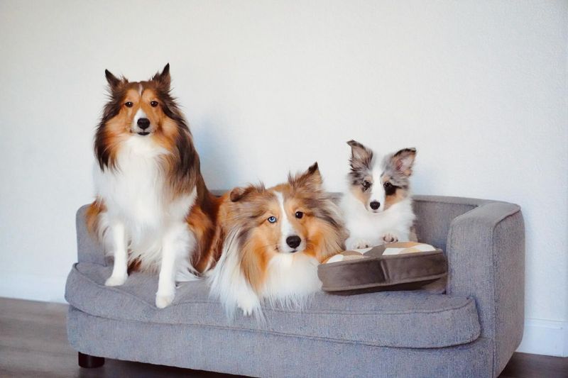 Shetland Sheepdog