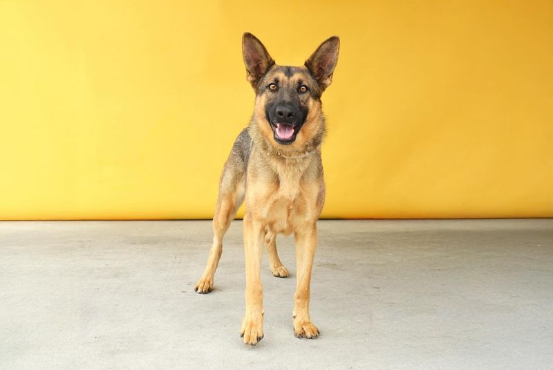 German Shepherd