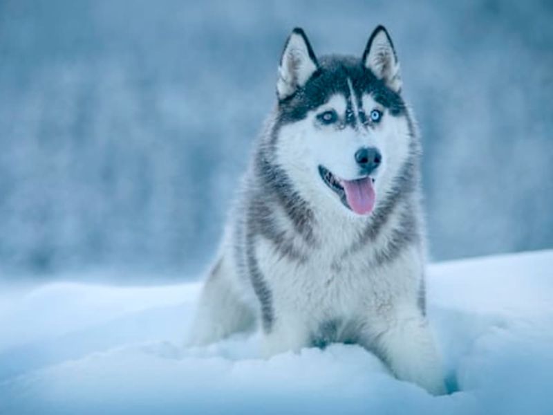 Siberian Husky