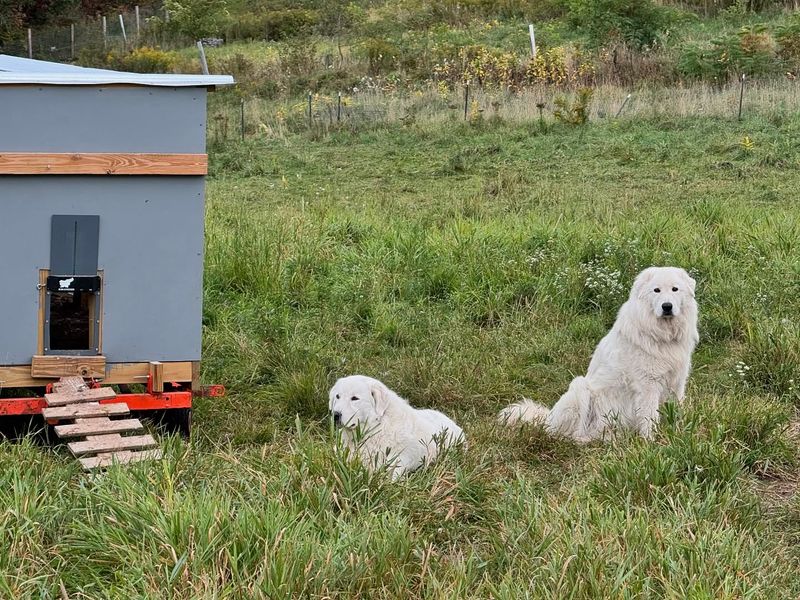 Maremma Sheepdog