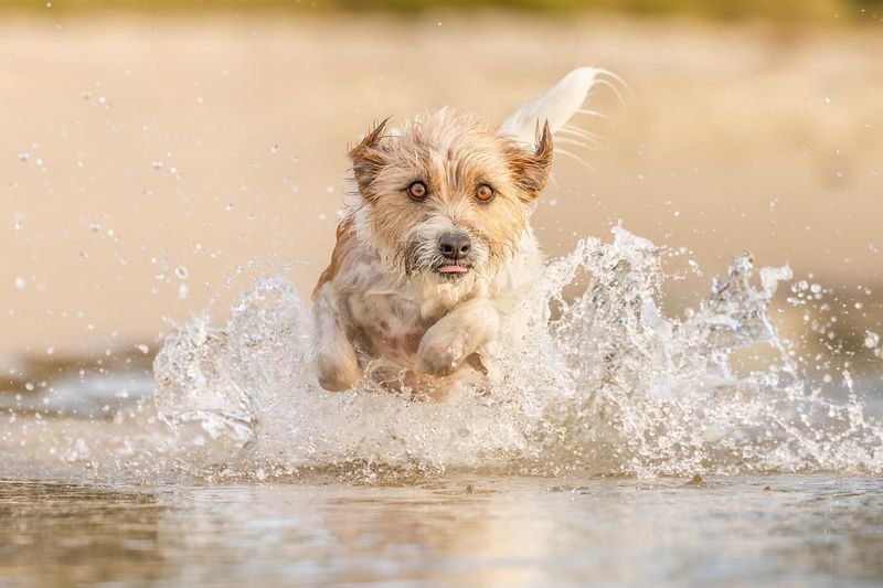 Jack Russell Terrier