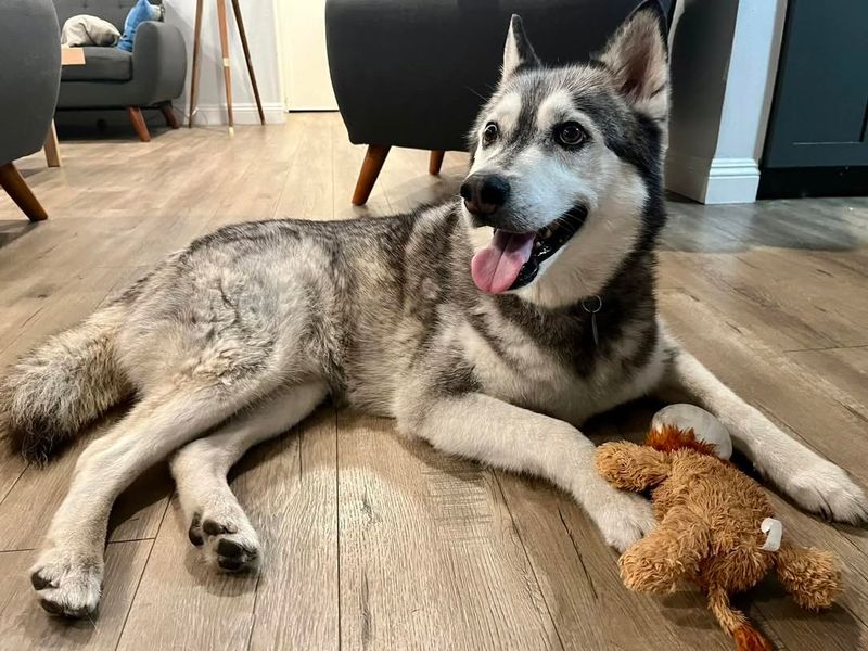 Siberian Husky
