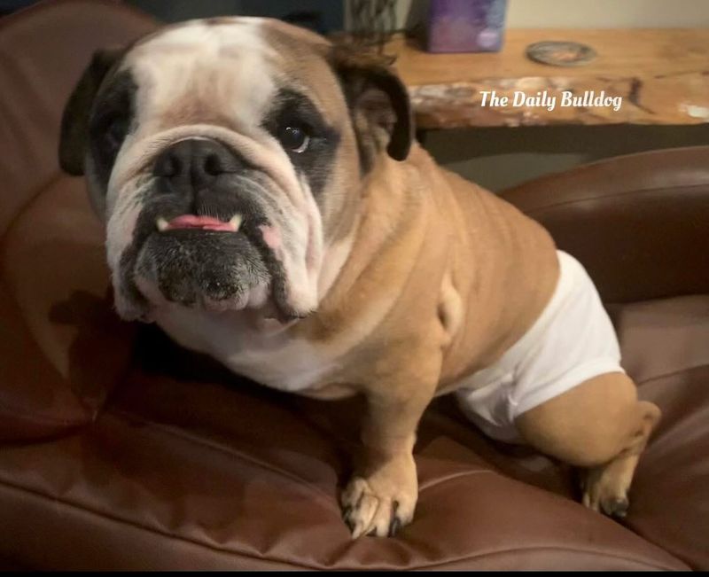 Bulldog