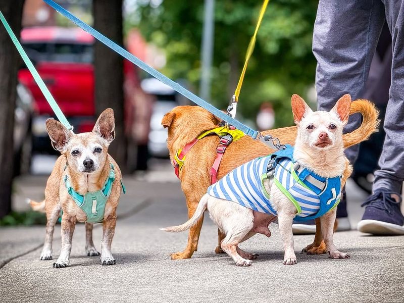 Chihuahua