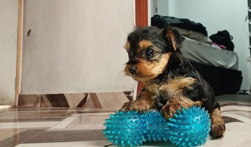 Yorkshire Terrier