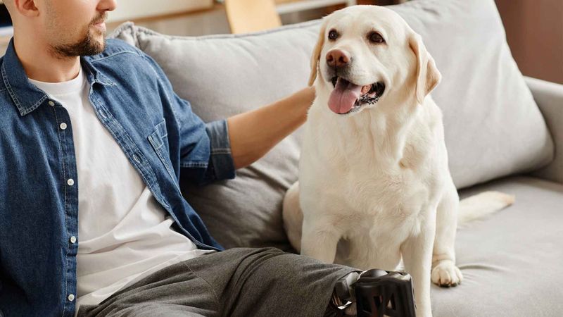 Labrador Retriever