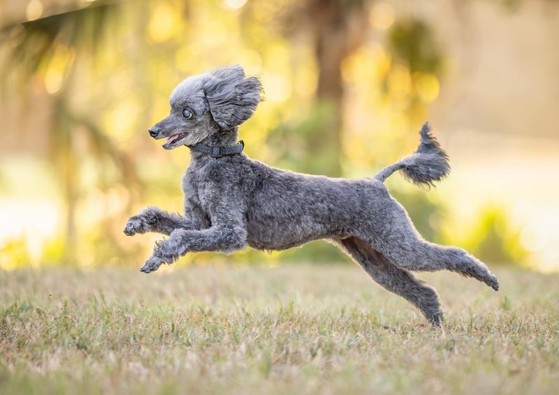 Poodle