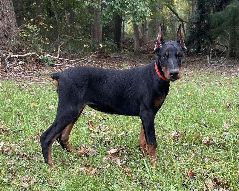 Doberman Pinscher