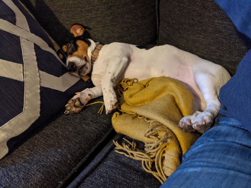 Jack Russell Terrier