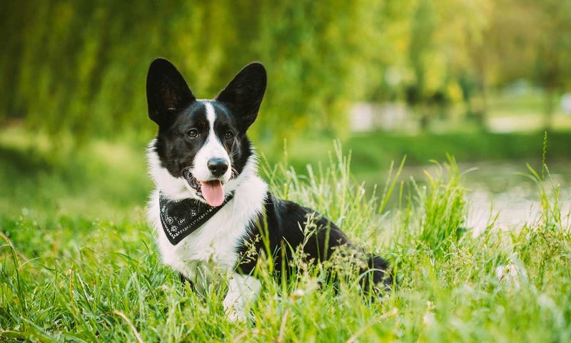 Border Collie Corgi Mix
