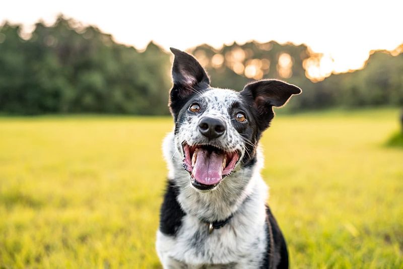 Border Collie Boxer Mix