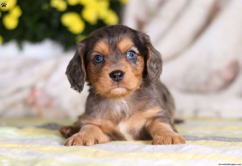 Border Collie Dachshund Mix