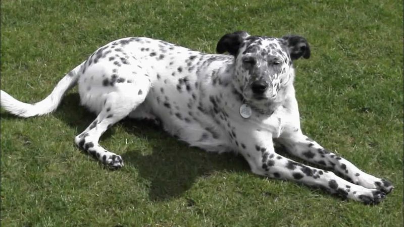 Border Collie Dalmatian Mix