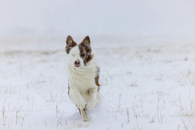 Border Collie Husky Mix