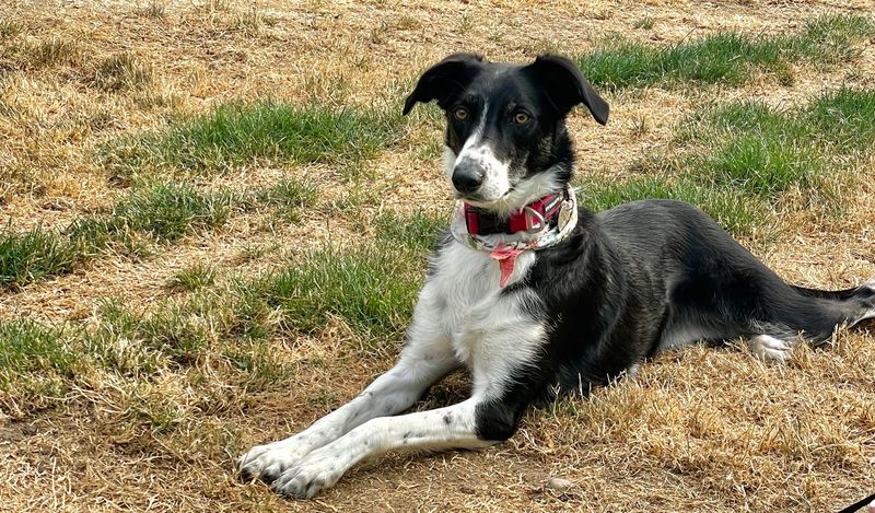 Border Collie Greyhound Mix