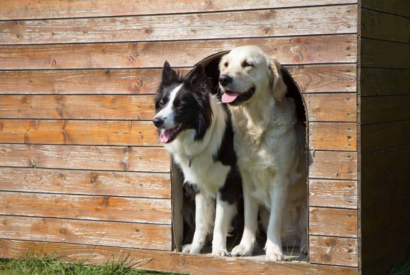 Border Collie Golden Retriever Mix