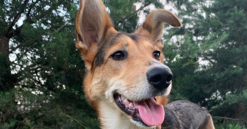 Border Collie German Shepherd Mix