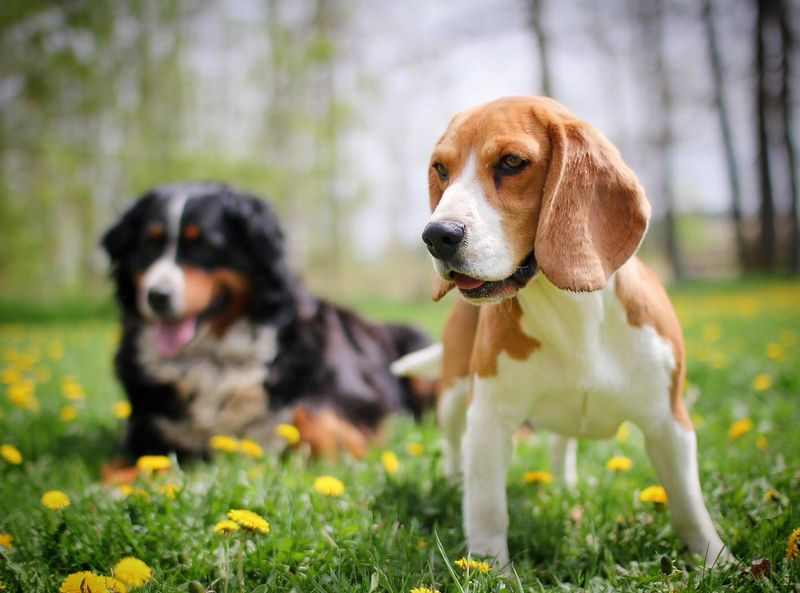 Beagle
