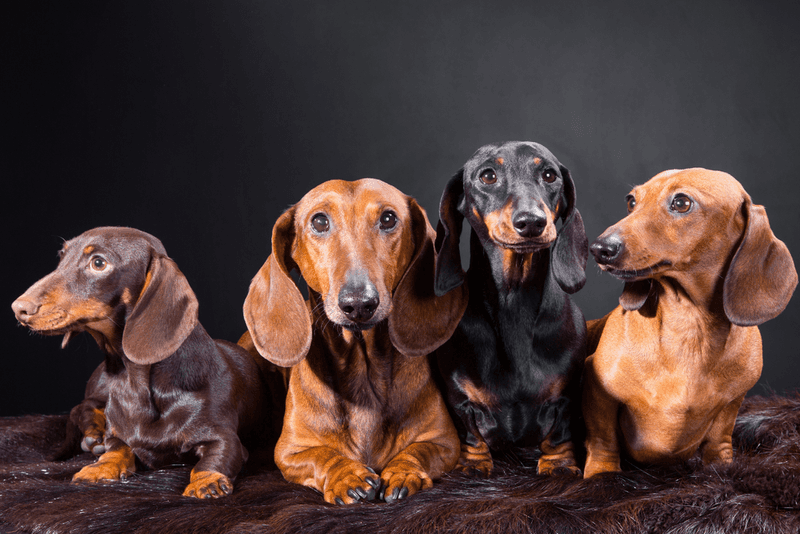 Dachshund