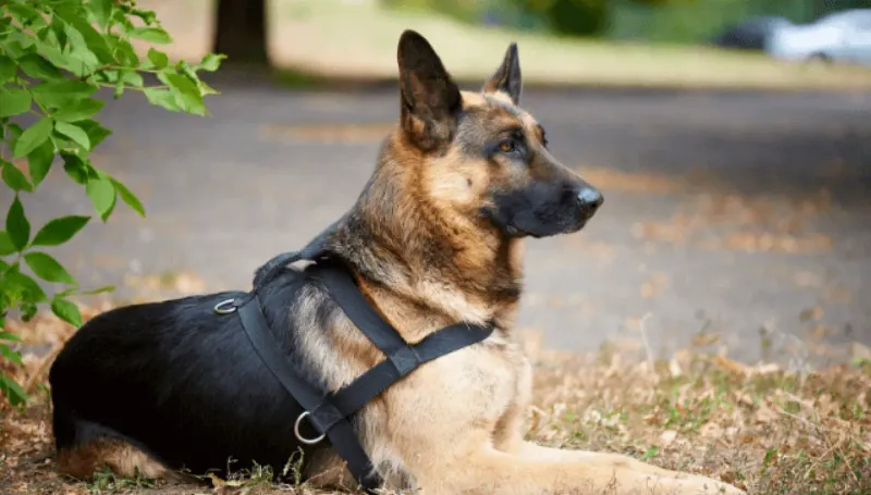 German Shepherd