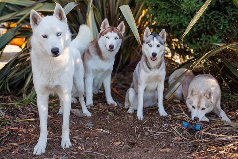 Siberian Huskies