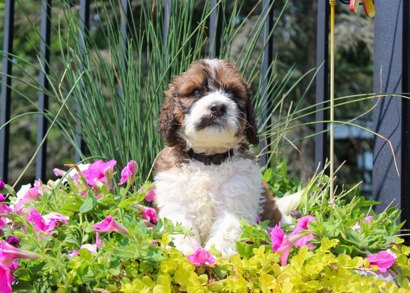 Saint Berdoodle