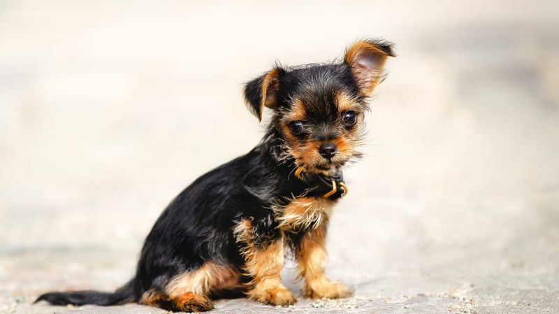 Yorkshire Chihuahua (Chorkie)