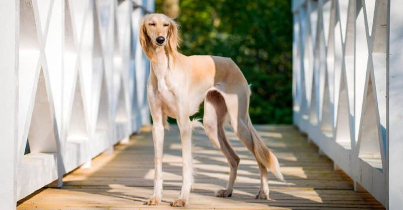 Saluki