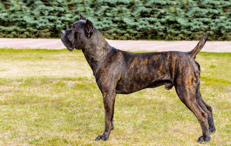 Cane Corso