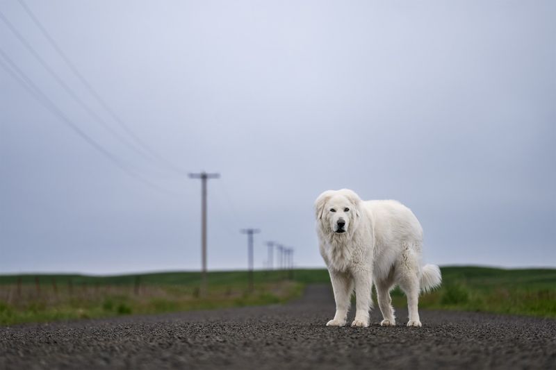 Great Pyrenees